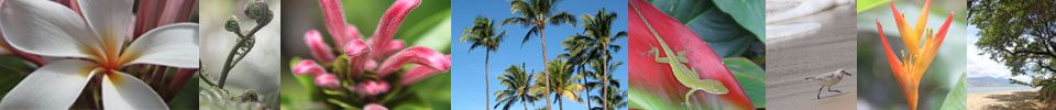 Our Maui Home